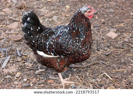 Young Speckled Sussex Hen Outside