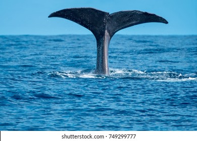 A Young Sperm Whale Shows Its Tail Flukes.