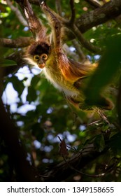 Young Spider Monkey Swinging On A Tree In The Jungle