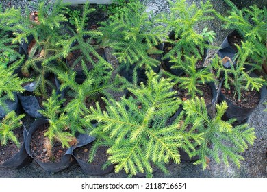 Young Spiky Leafy Araucaria Heterophylla Plant