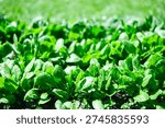Young spinach plants developing in sunny backyard garden with rich green leaves. Natural vegetable cultivation, organic lifestyle and healthy eating concept