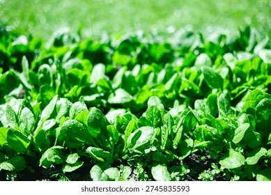 Young spinach plants developing in sunny backyard garden with rich green leaves. Natural vegetable cultivation, organic lifestyle and healthy eating concept