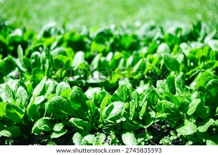 Young spinach plants developing in sunny backyard garden with rich green leaves. Natural vegetable cultivation, organic lifestyle and healthy eating concept