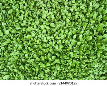 Young spinach plants green background