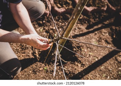 Young Spindlebush Apple Tree Planting In The Own Garden, Tree Nursery