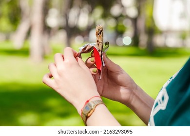 Young Sportive Woman Wearing Green Casual Clothes Standing On City Park, Outdoors Opening Protein Bar Package. Eating Protein Bar, Healthy Food Or Snacks. Green, Sunny Day And Sportive Concepts.