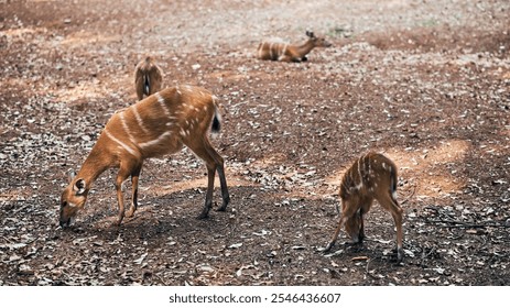 A young spotted deer grazes peacefully on the forest floor, surrounded by dry leaves and earthy tones, while another deer rests in the background, capturing a serene moment in the wild - Powered by Shutterstock