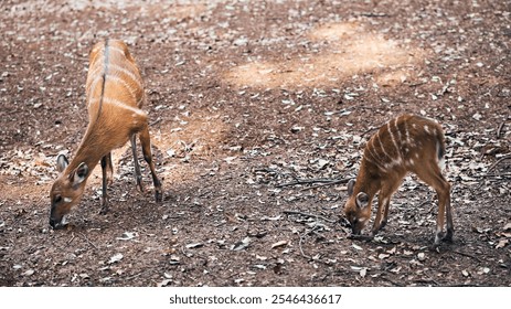 A young spotted deer grazes peacefully on the forest floor, surrounded by dry leaves and earthy tones, while another deer rests in the background, capturing a serene moment in the wild - Powered by Shutterstock