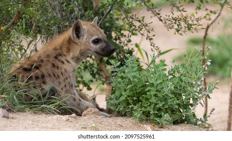 A Young Spotted Hyena Cub