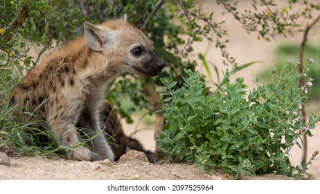 A Young Spotted Hyena Cub