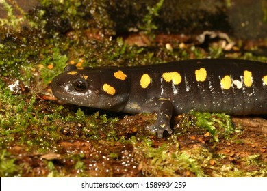 Young Spotted Salamander (Ambystoma maculatum) on green moss background. 