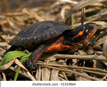 1,493 Yellow Spotted Turtle Images, Stock Photos & Vectors | Shutterstock