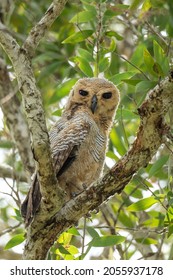 A Young Spotted Wood Owl Camouflage On A Branch