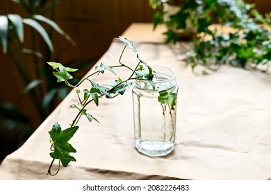 Young sprig of common ivy, Hedera helix rooted in transparent glass of water. Propagation of plant from stem cutting in water. Selective focus.