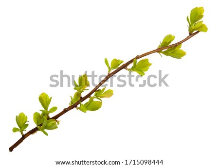 Young spring branch isolated on white. Spring mood. Green twig extracted on white background