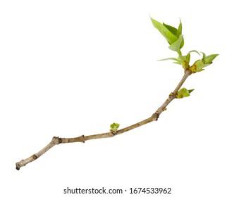 Young spring branch of lilac isolated on white. Spring mood. Lilac twig extracted on white background