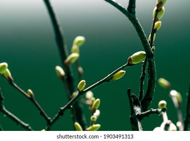 Young Spring green buds on the tree branches. Springtime seasonal macro close up - Shutterstock ID 1903491313