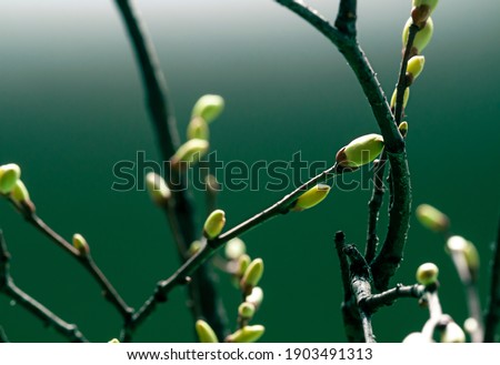 Young Spring green buds on the tree branches. Springtime seasonal macro close up