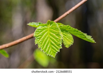 Young spring green Hazel leaves Corylus avellana on the branch of the tree on a sunny springtime evening with bright sunlight and transluscent structures close up - Powered by Shutterstock