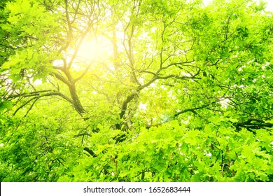 Young spring leaves on the tops of deciduous trees shine through the sun's rays. Beams of light passing through the tree branches. Natural forest spring green background. - Shutterstock ID 1652683444