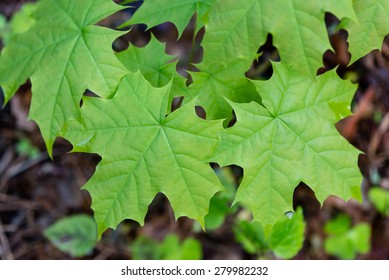 young spring maple tree leaves on green background in wet forest