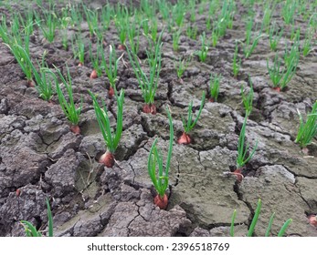 Young spring onion shoots in bed. Organically grown onions with chives in the ground. Organic agriculture. - Shutterstock ID 2396518769