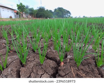 Young spring onion shoots in bed. Organically grown onions with chives in the ground. Organic agriculture. - Shutterstock ID 2396518973
