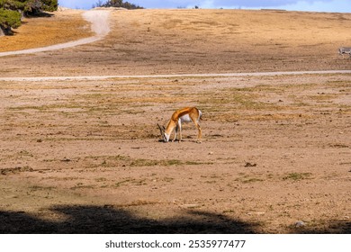 A young springbok gazelle antelope grazing peacefully in its natural habitat in the savannah on a sunny day. - Powered by Shutterstock