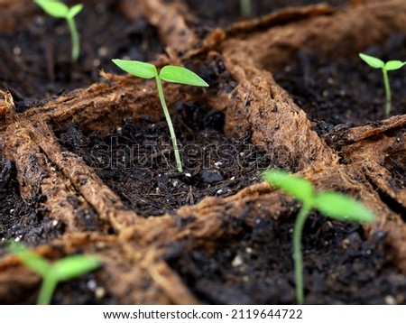 young sprouded pepper plants in wood fiber growing pots, close-up of chili seedlings