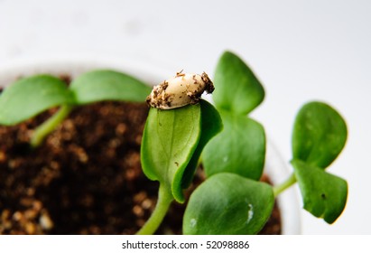 Young sprout