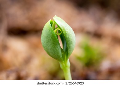 young sprout of an apple-tree tree from a seed grows in moss, macro photo