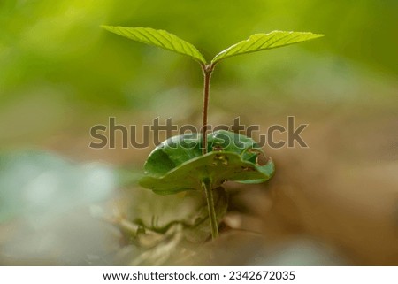 young sprout of a beech tree grows in the forest