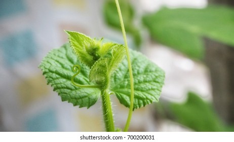 Young Sprout Of Cantaloupe Melon Leaves In The Field