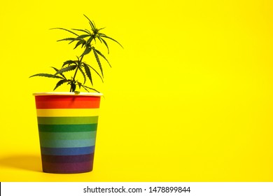 Young sprout of marijuana in a rainbow-colored cup on a yellow background. LGBT concept and cannabis. Home cultivation of hemp. Freedom, equality and love, pleasure and drugs. Copy space.