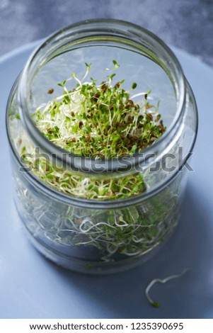 Young sprout microgreen, alfa alfa micro greens, vitamin and energy diet, vegan healthy raw food