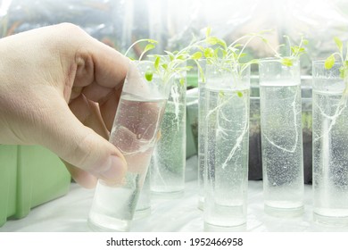 Young Sprout In Tube. Biotechnologies. Young Green Plant. Gardening. Growing Plant. Lab Worker Holding Tube. Blurred Background.