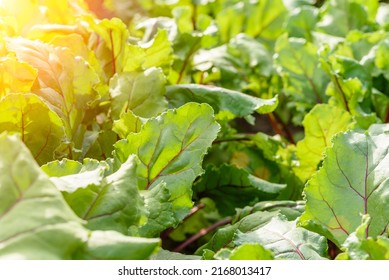 Young, Sprouted Chard Growing In The Vegetable Garden. Chard Leaf In Farming And Harvesting