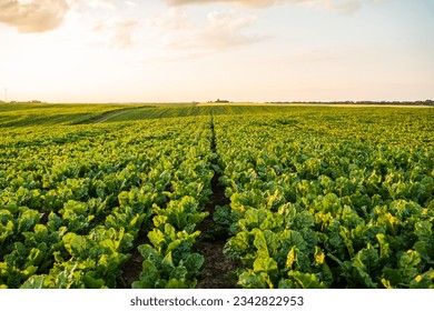 Young, sprouted root beet growing in the vegetable garden, field, plantation. Beetroot leaf in farming and harvesting. Cultivation of the sugar beet. Agriculture process.