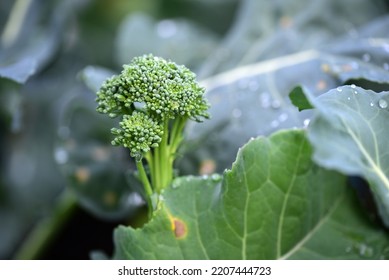 Young Sprouting Broccoli Growing On A Small Organic Farm