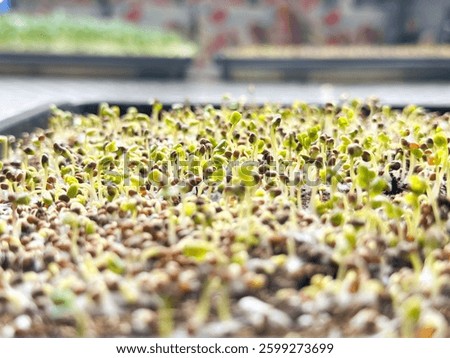 Young sprouting microgreens in a tray under artificial light. Tiny seedlings emerging from soil in a hydroponic environment. delicate green shoots growing indoors organic food production.