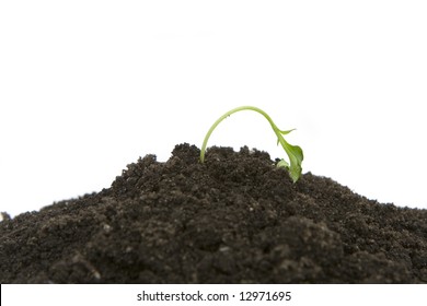 61,130 Dying plant Images, Stock Photos & Vectors | Shutterstock