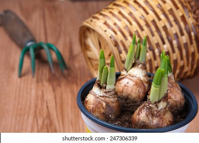 Young, sprouting tulips grow in a flowerpot.