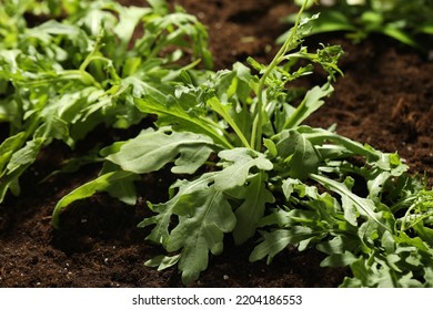 Young Sprouts Of Arugula Plant In Soil, Closeup