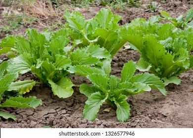 Chinese Napa Cabbage High Res Stock Images Shutterstock