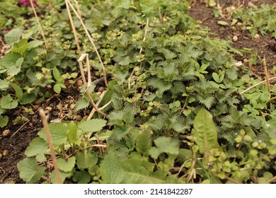 Young sprouts of common nettle, burn nettle, or stinging nettle plant