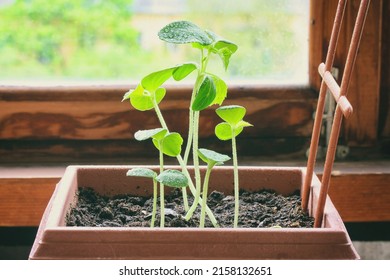 young sprouts of cucumbers grow in pot near the window in house, closeup