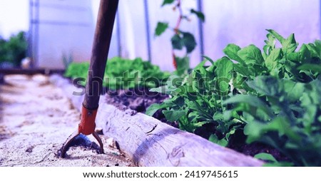 Young sprouts of seedlings in vegetable garden. Greenery in a greenhouse. Fresh herbs in the spring on the beds.