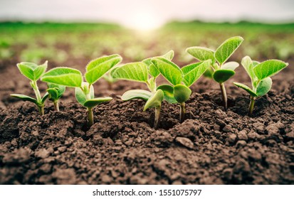 Young Sprouts Of Soybeans Are Flooded With Sunlight In Spring.