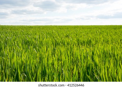 Young Sprouts Of Wheat In A Field In Spring, Grass