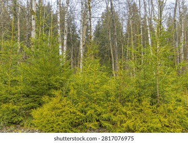 Young spruce cluster at forest margin, vibrant needle growth and closeknit saplings forming bright green buffer, sense of regeneration and sustainable woodland